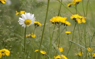 Le mystère des plantes bavardes : peuvent-elles vraiment influencer notre bien-être ?